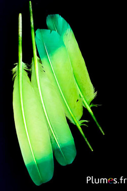 Cygne - 30-33 cm - lime-vert